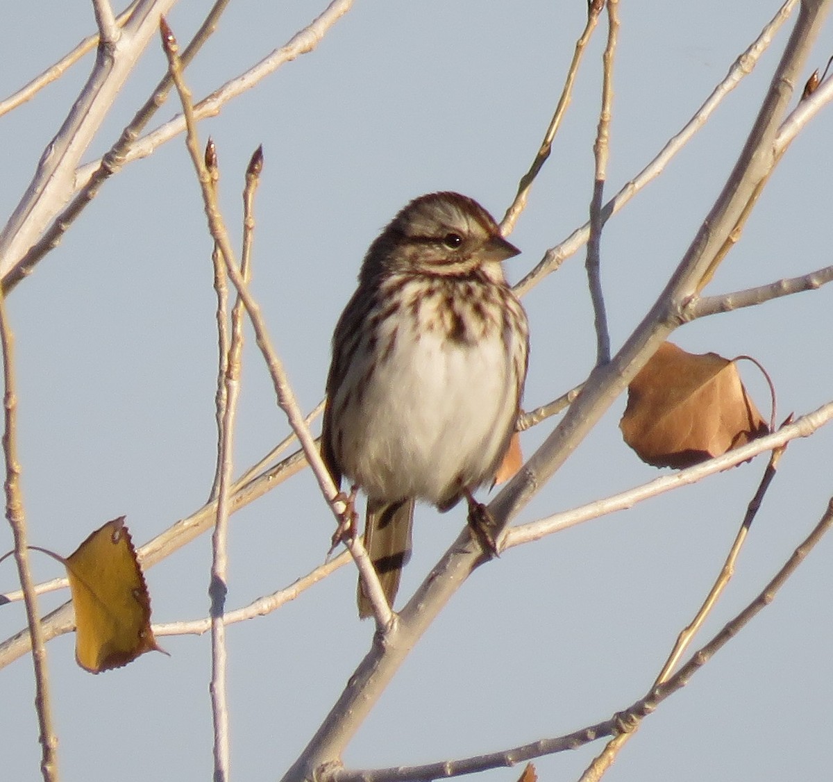 Song Sparrow - ML72383721