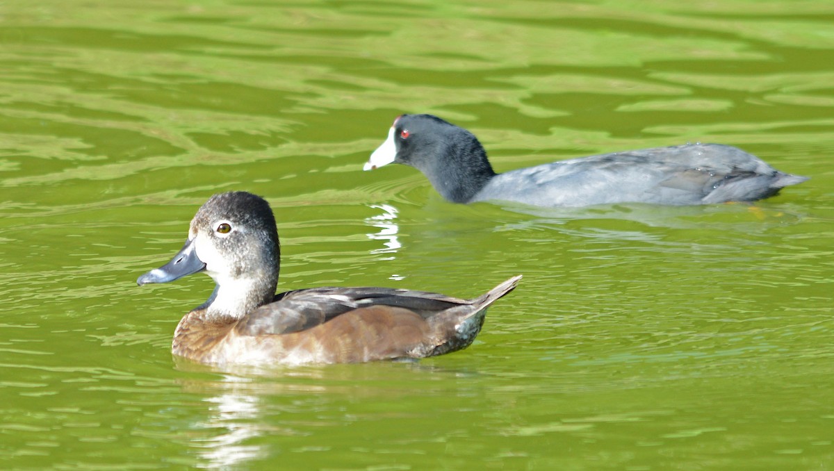 Ring-necked Duck - ML72383751