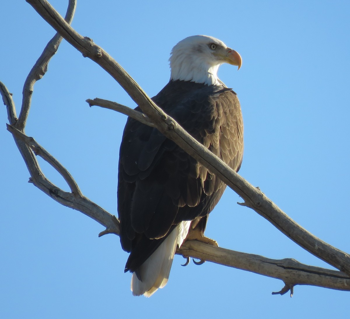 Bald Eagle - Jan Thom