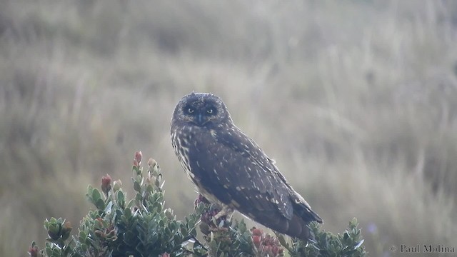 Short-eared Owl (South American) - ML723850