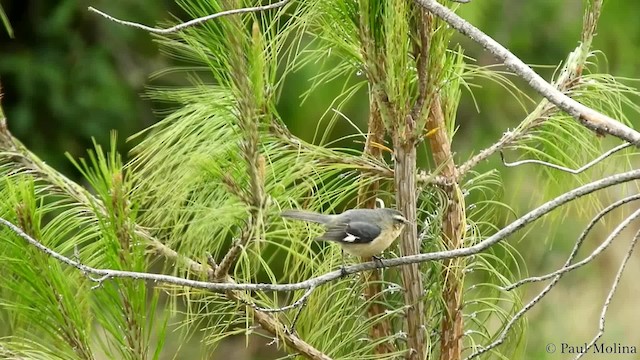 Weißstirn-Spitzschnabel (cinereum/littorale) - ML723851