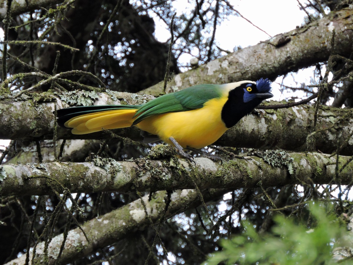 Green Jay - Edwin Munera