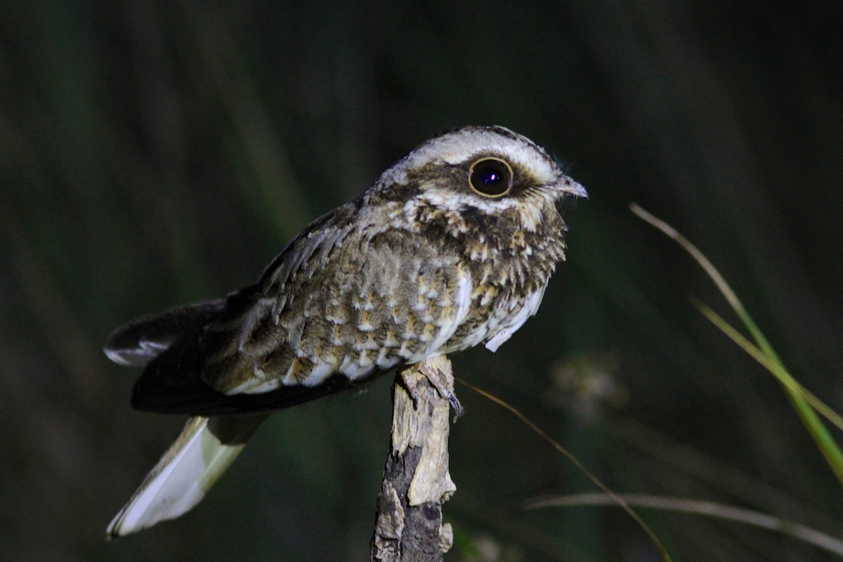 White-winged Nightjar - ML72386301