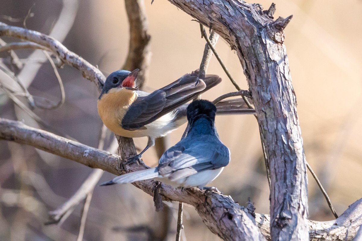 Leaden Flycatcher - ML72386471