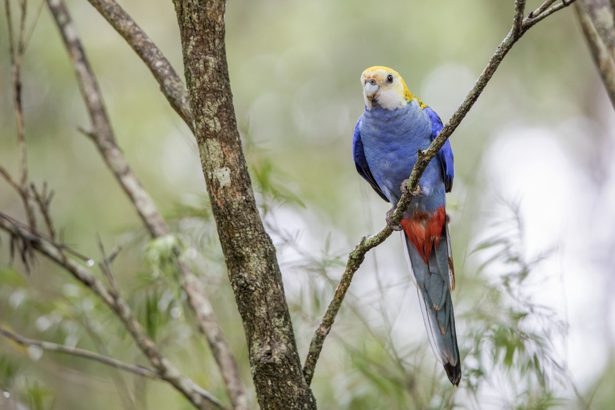 Pale-headed Rosella - ML72387641