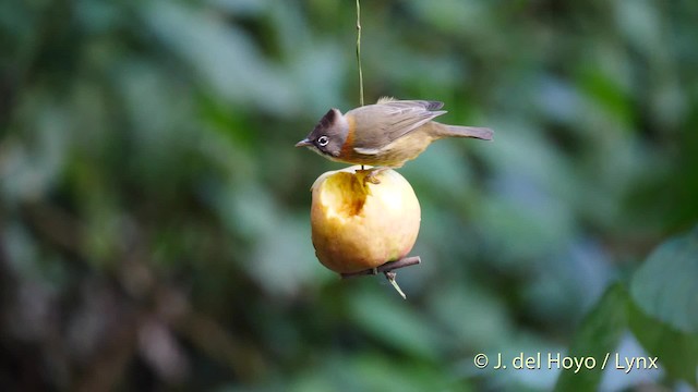 Whiskered Yuhina - ML723879