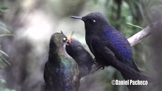 kolibřík modropláštíkový - ML723885