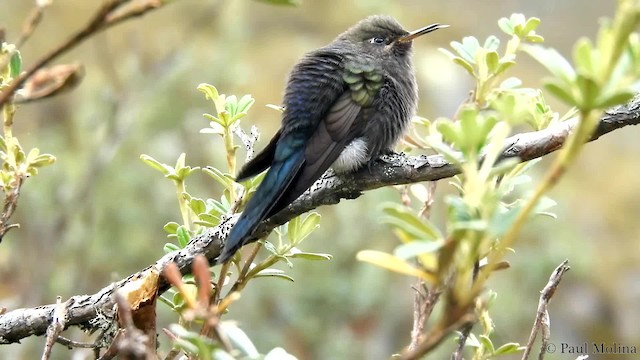 kolibřík modropláštíkový - ML723889