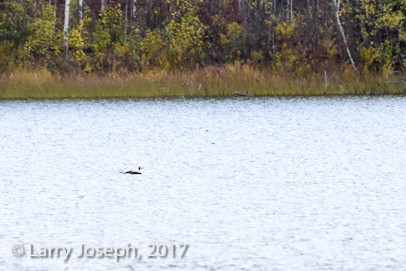Long-tailed Duck - Larry Joseph