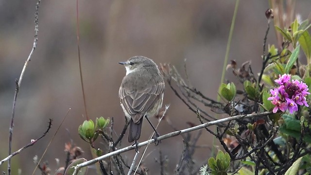 Spot-billed Ground-Tyrant - ML723893