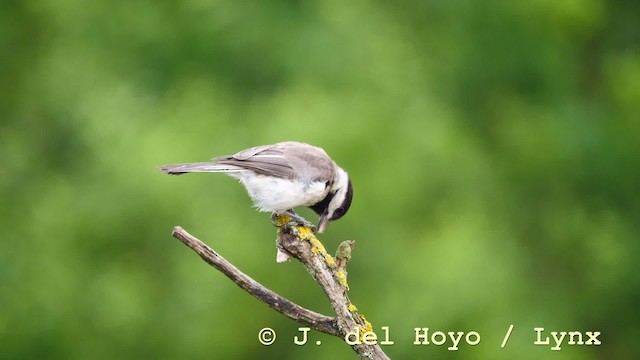 Mésange lugubre - ML723894