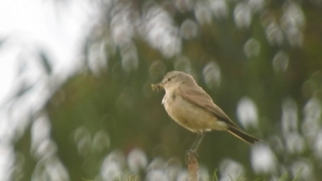 Spot-billed Ground-Tyrant - ML723898