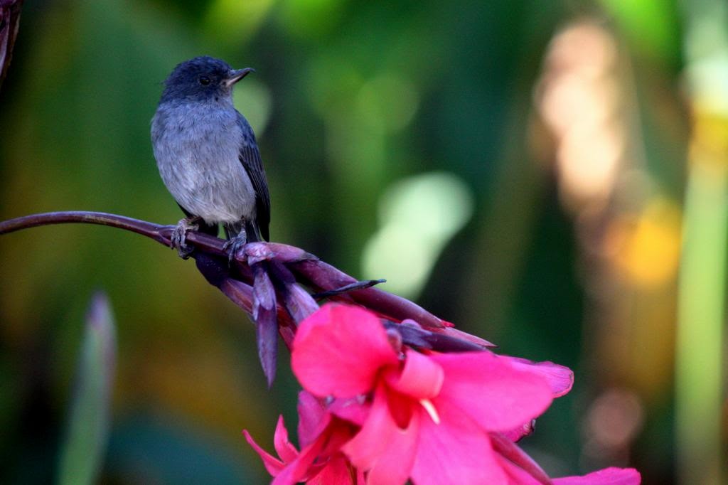 Slaty Flowerpiercer - ML72390781