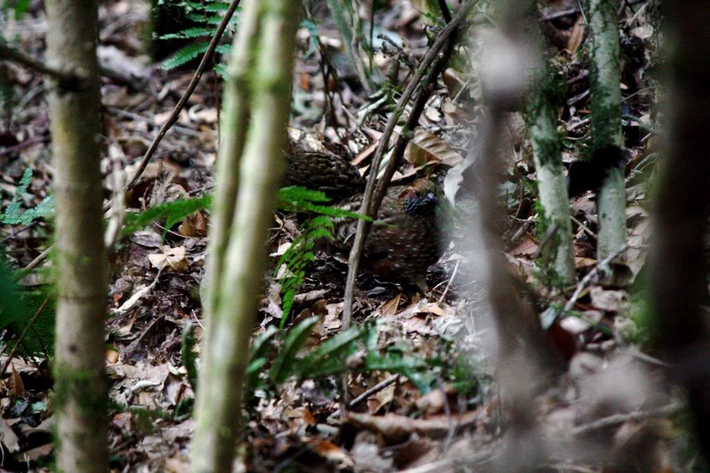 Spotted Wood-Quail - ML72391181