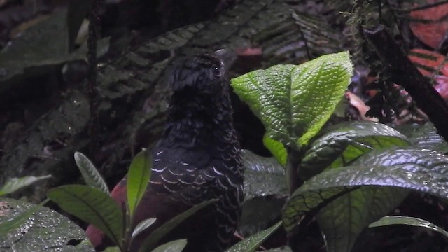 Banded Ground-Cuckoo - ML723926