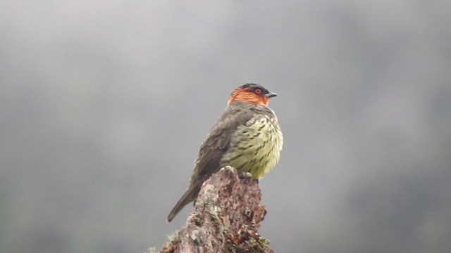 Cotinga à tête rousse - ML723931