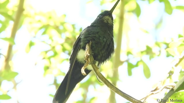 Sapphire-vented Puffleg (Sapphire-vented) - ML723935