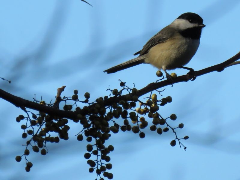 Carolina Chickadee - ML72394061