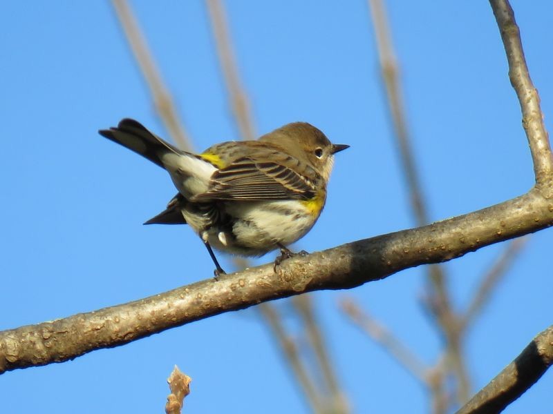 Paruline à croupion jaune - ML72394411