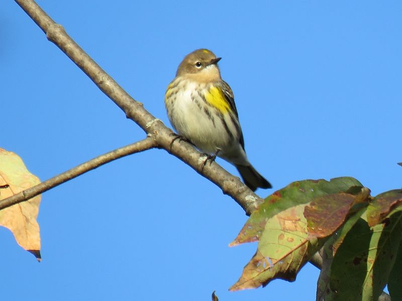 Yellow-rumped Warbler - ML72394421