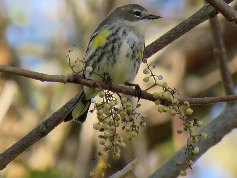 Paruline à croupion jaune - ML72394451