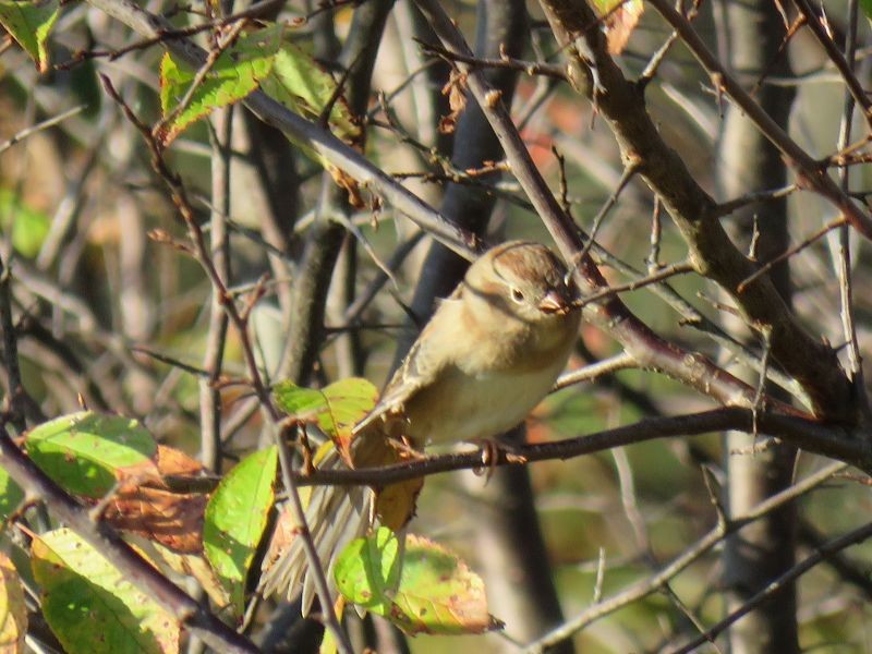 Field Sparrow - ML72394491