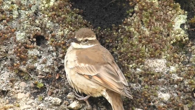 Stout-billed Cinclodes - ML723947