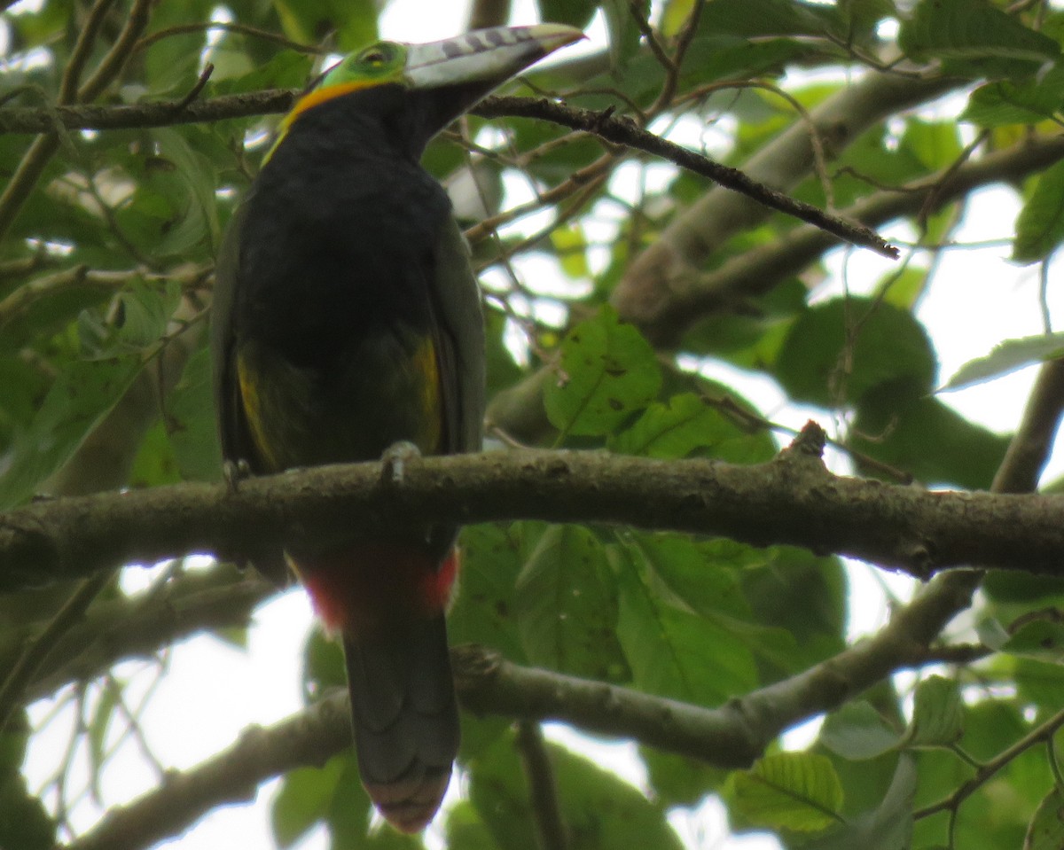 Spot-billed Toucanet - Jim Moore