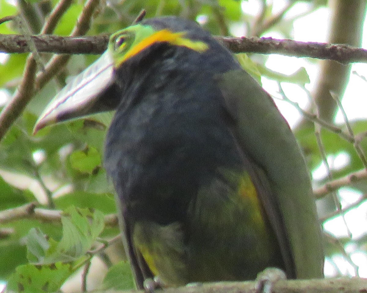 Toucanet à bec tacheté - ML72395751