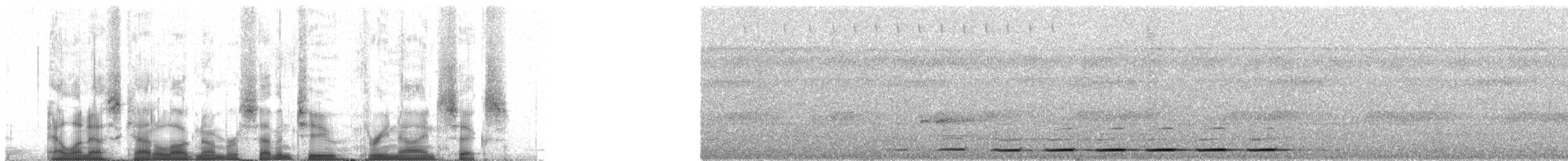 brunryggmaurpitta - ML72396