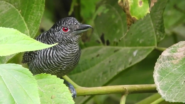 Fasciated Antshrike - ML723960