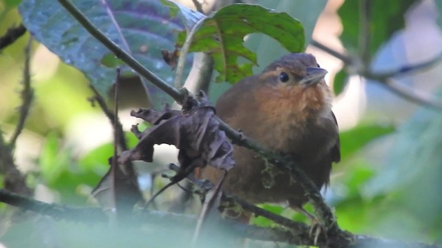 Buff-fronted Foliage-gleaner - ML723962