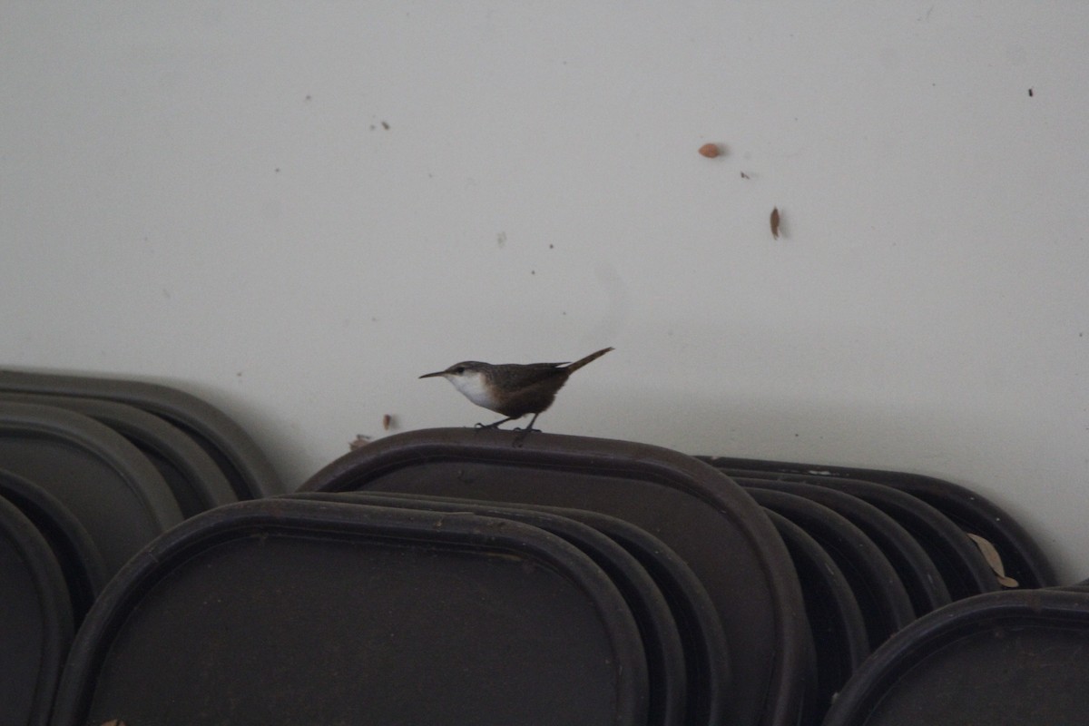 Canyon Wren - ML72396201