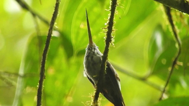 Colibrí Piquidentado - ML723963