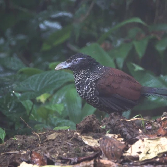 Banded Ground-Cuckoo - ML723973