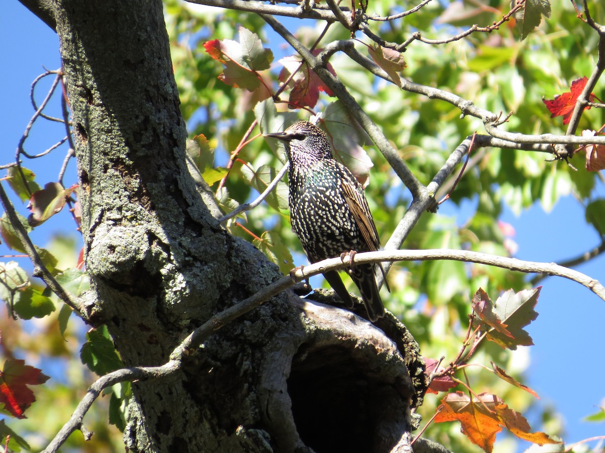 špaček obecný - ML72399351