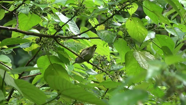 Bare-eyed White-eye - ML724001