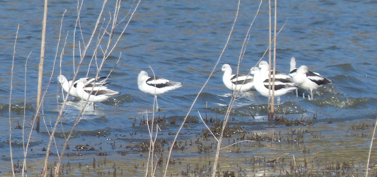 American Avocet - ML72401611