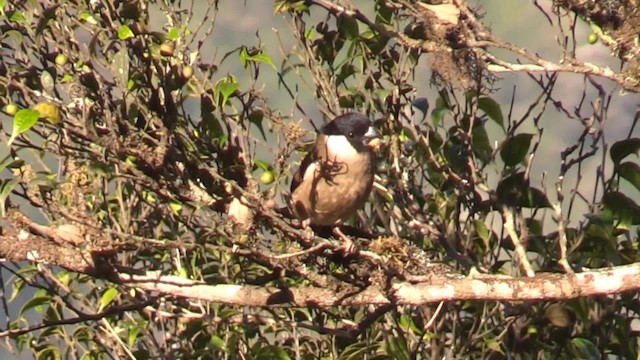 White-cheeked Bullfinch - ML724022