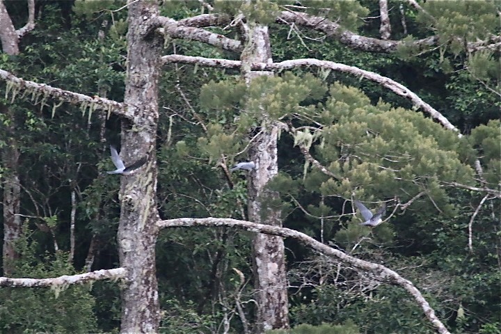 Seram Mountain-Pigeon - ML72402271