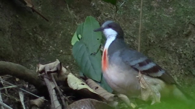 Luzon Bleeding-heart - ML724025