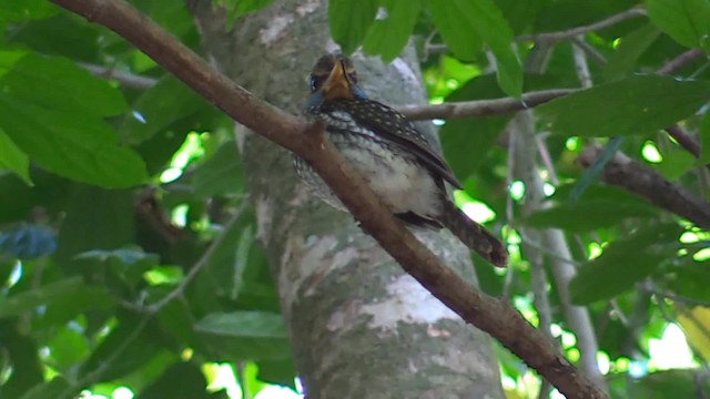 Spotted Kingfisher - ML724026