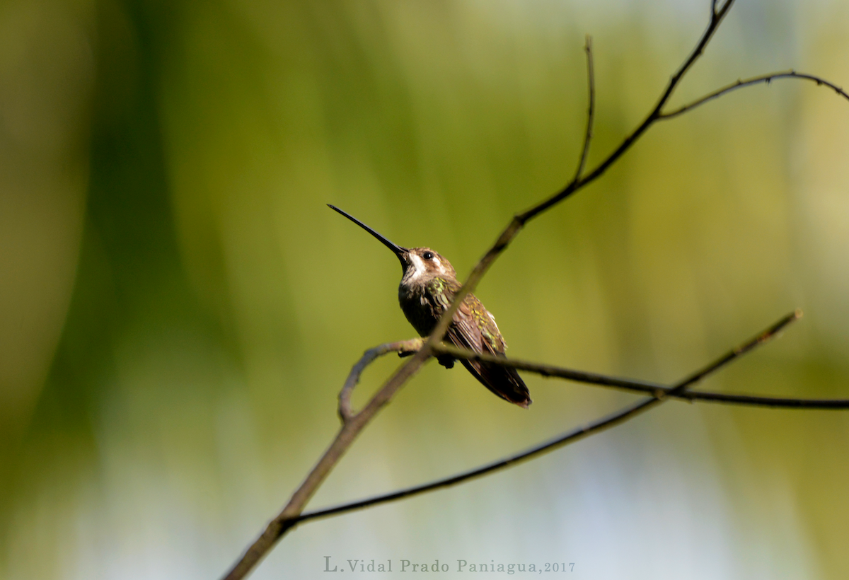 kolibřík achátový - ML72402811