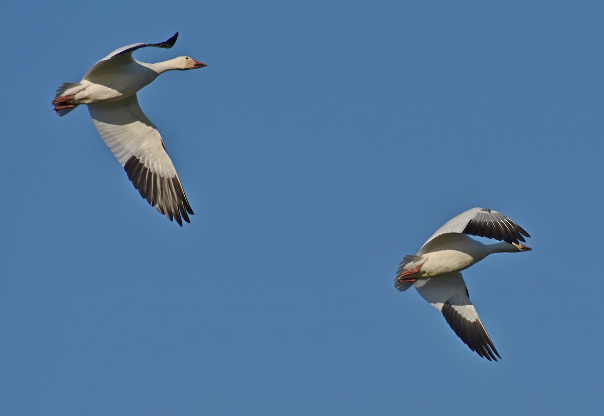 Snow Goose - Angela Granchelli