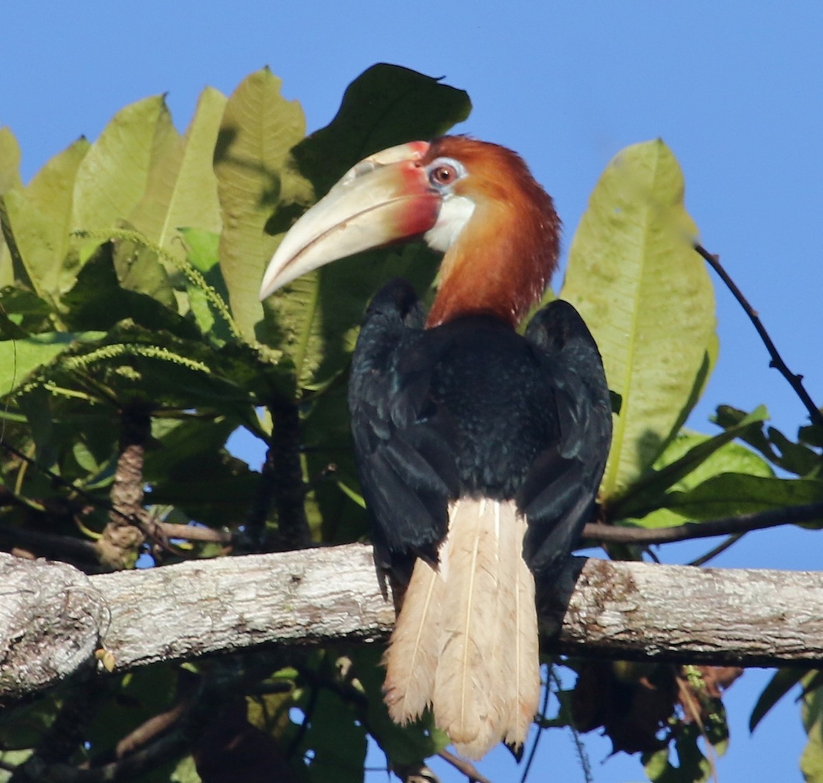 Papuahornvogel - ML72403011