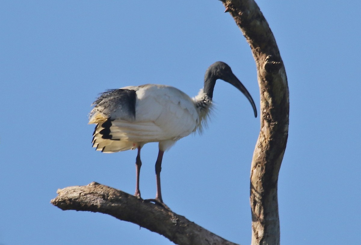 ibis australský - ML72403071