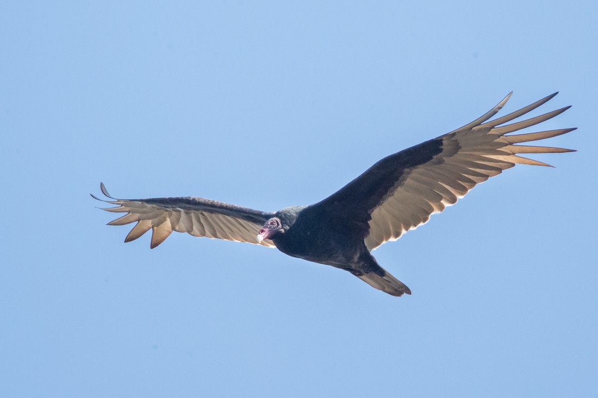 Turkey Vulture - County Lister Brendan