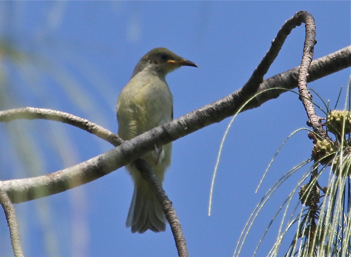 Olive Honeyeater - ML72403261