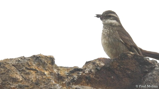 Chestnut-winged Cinclodes - ML724033