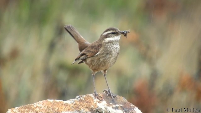 Chestnut-winged Cinclodes - ML724034